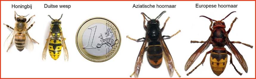 hoornaar vergelijken